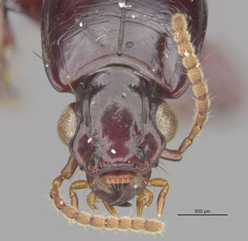 Media type: image;   Entomology 30168 Aspect: head frontal view